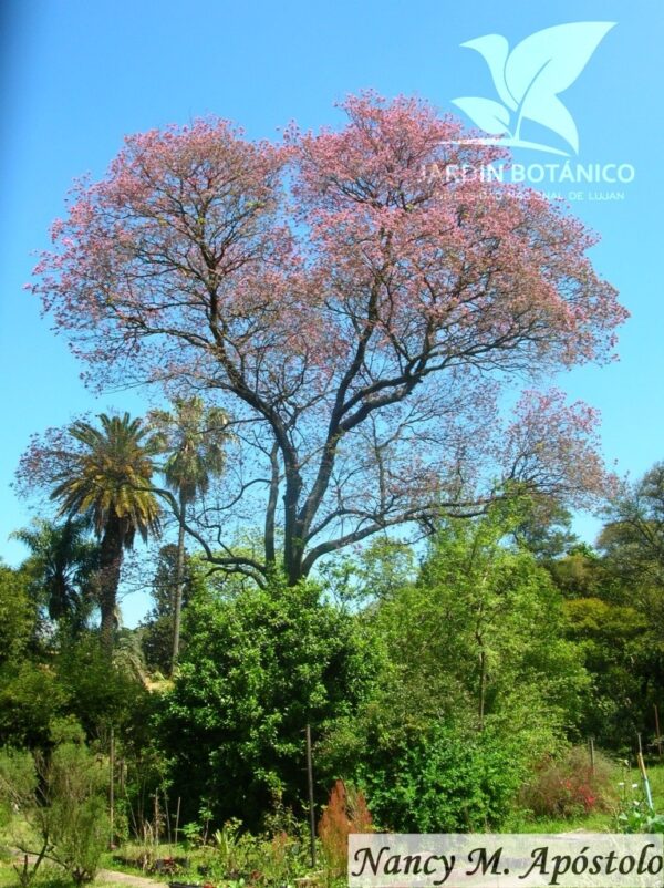 Lapacho Rosado - Imagen 5