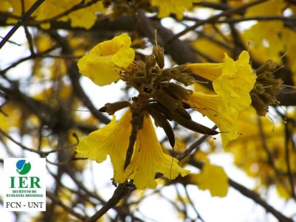 Lapacho Amarillo - Imagen 3