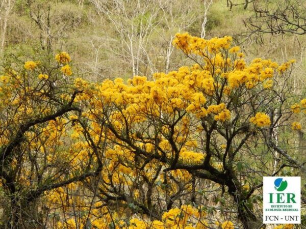 Lapacho Amarillo - Imagen 6