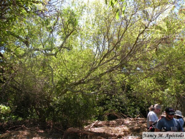 Palo Amarillo