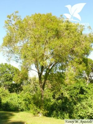 Anacahuita - Arbol