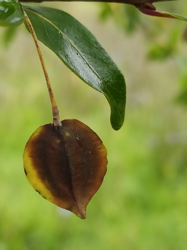 Palo Amarillo - Imagen 2